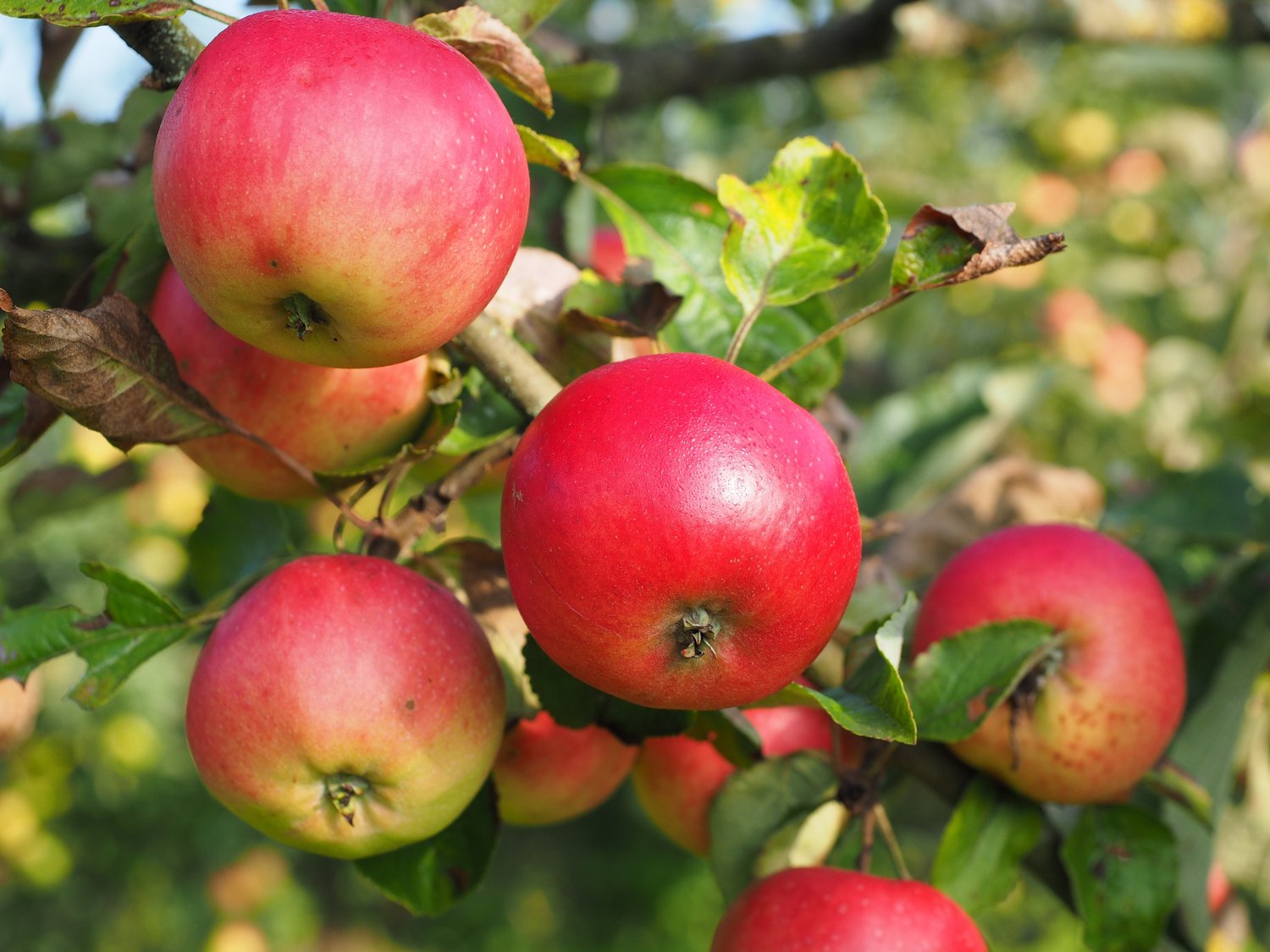 Malus domestica 'Discovery' E, (äpple)