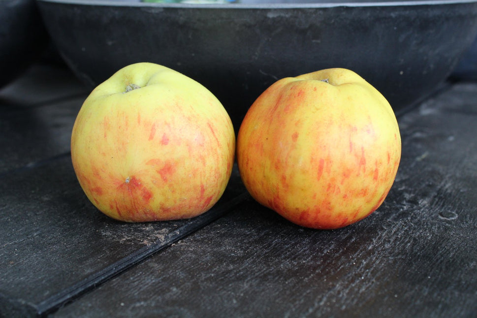 Malus domestica 'Gravensteiner', (äpple), inkl. uppbindnings kit