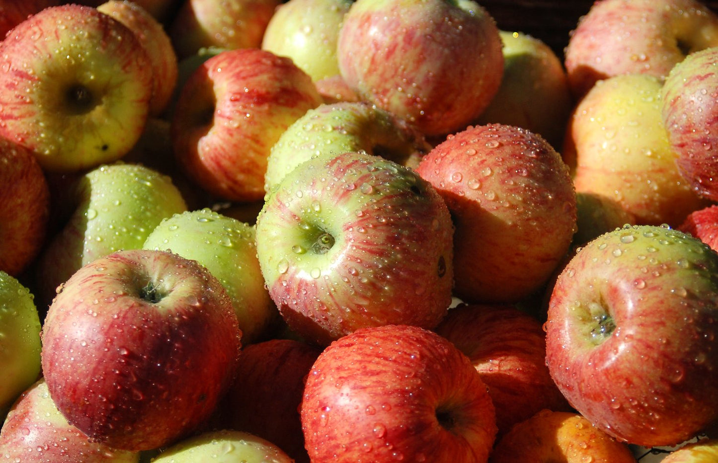 Malus domestica 'Gravensteiner', (äpple), inkl. uppbindnings kit