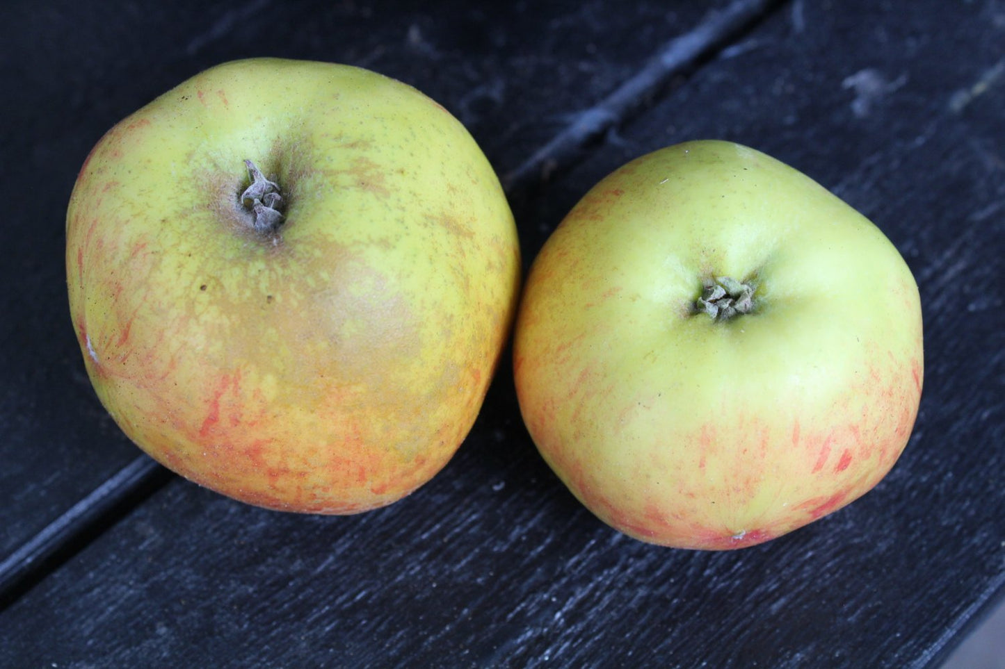 Malus domestica 'Gravensteiner', (äpple), inkl. uppbindnings kit