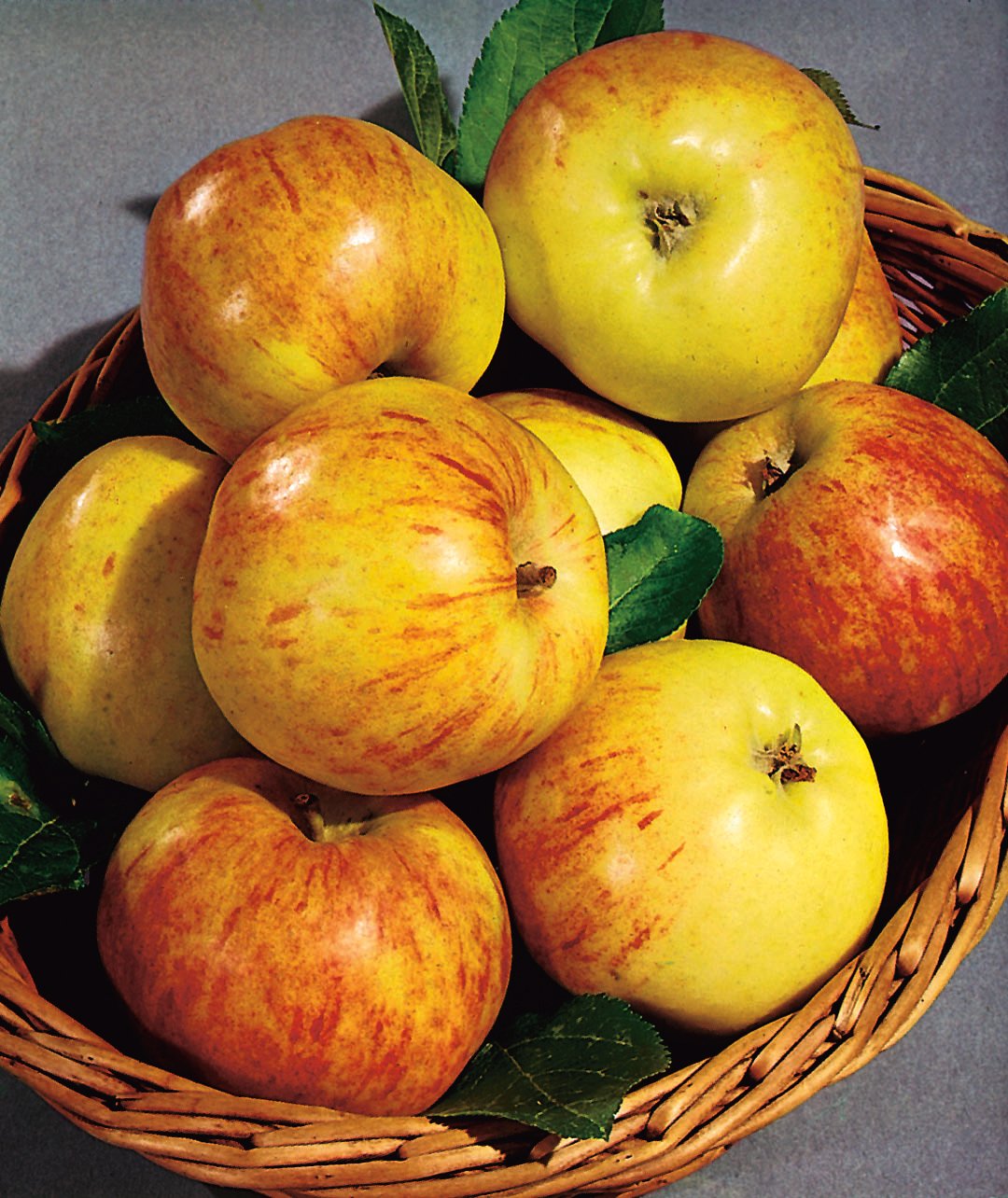 Malus domestica 'Gravensteiner', (äpple), inkl. uppbindnings kit