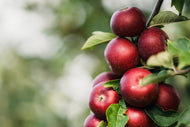 Malus domestica 'Ingrid Marie' E, (äpple), inkl. uppbindnings kit