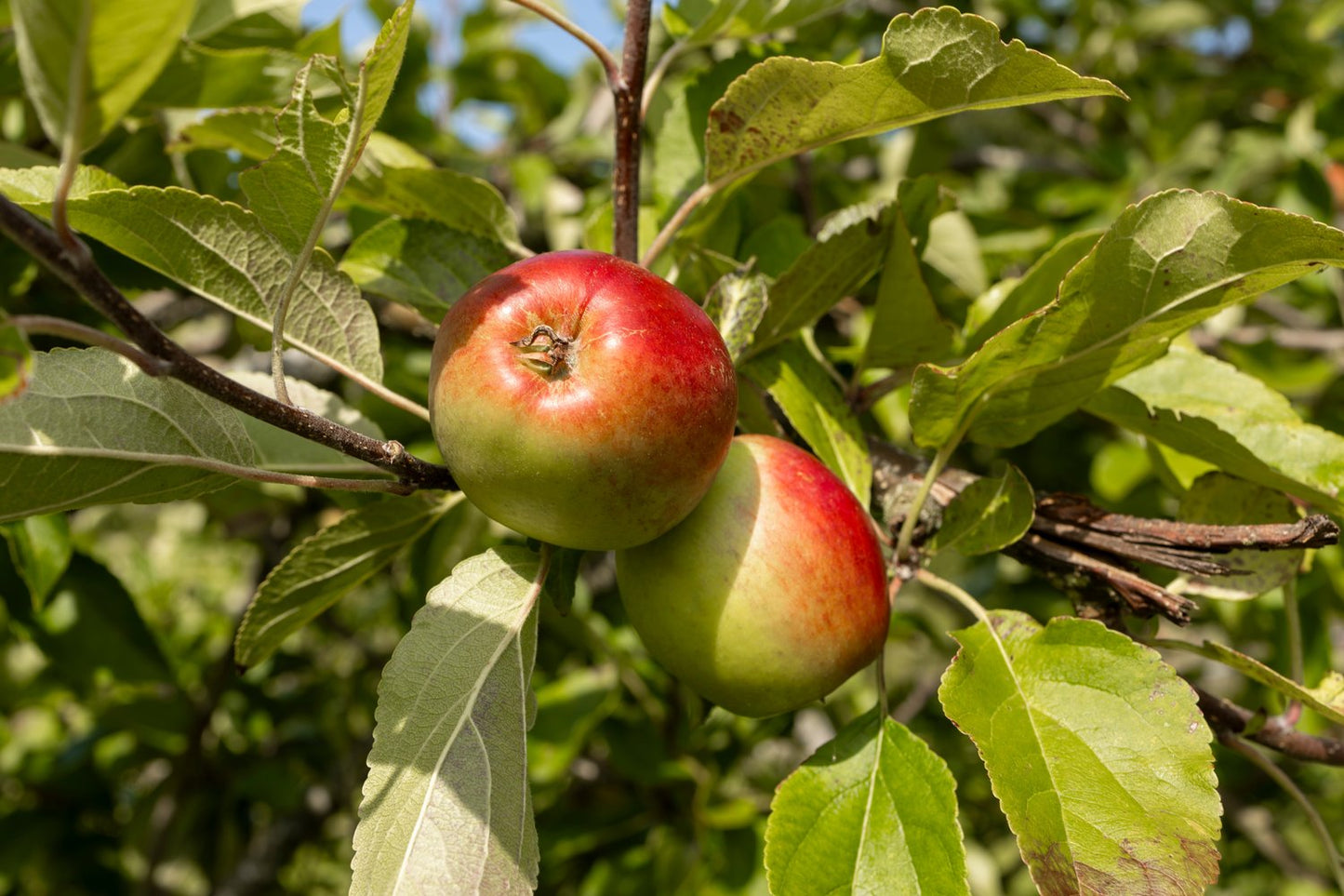 Malus domestica 'James Grieve' E, (äpple), inkl. uppbindnings kit