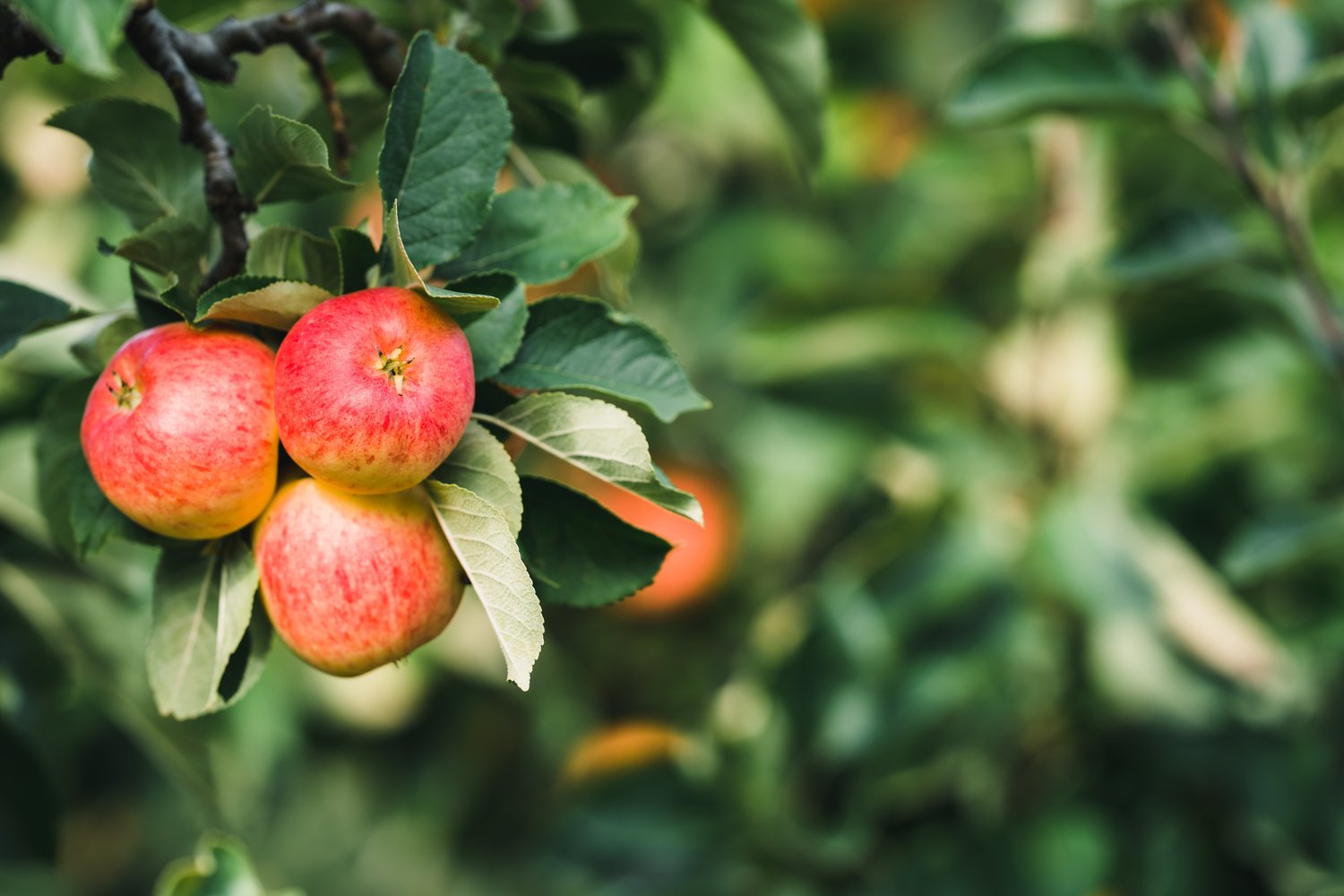 Malus domestica 'James Grieve' E, (äpple), inkl. uppbindnings kit