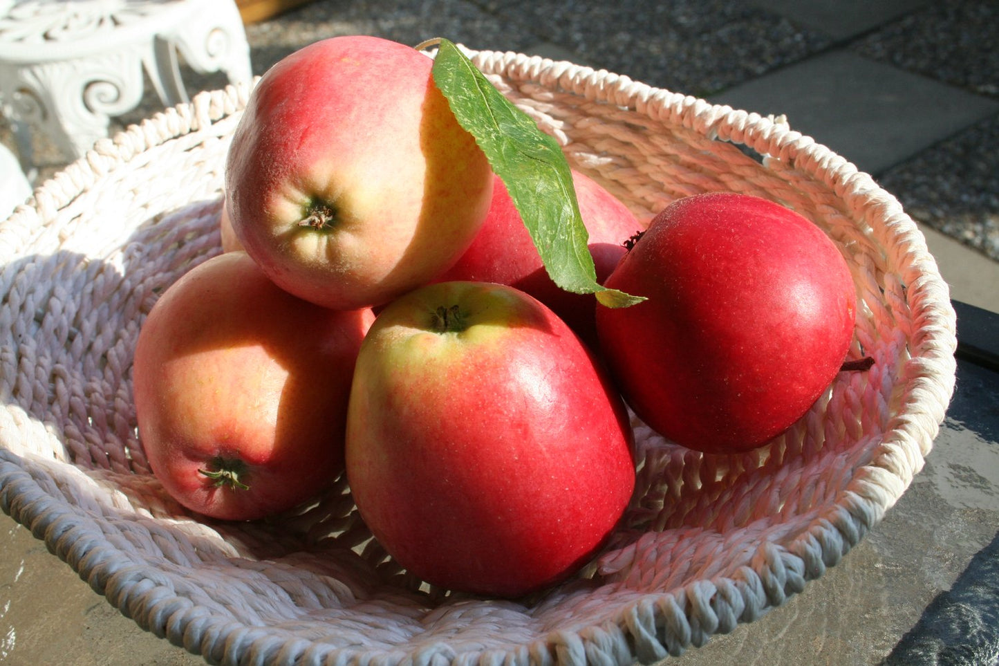 Malus domestica 'James Grieve' E, (äpple), inkl. uppbindnings kit