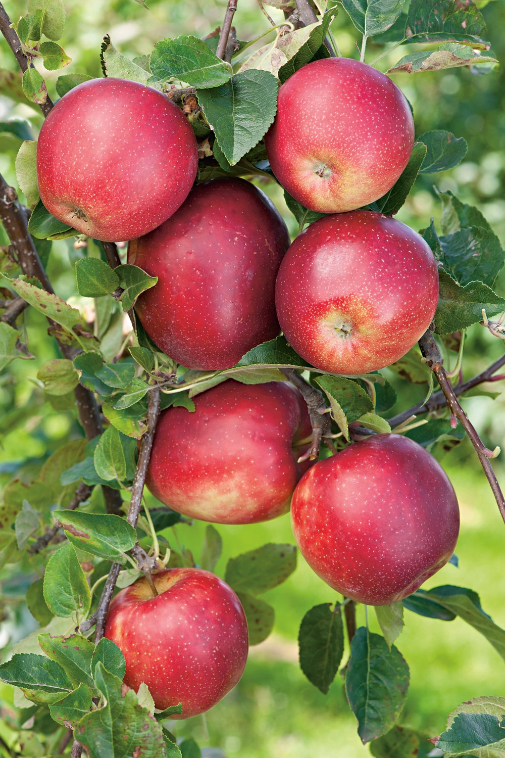 Malus domestica 'Summerred', (äpple), inkl. uppbindnings kit