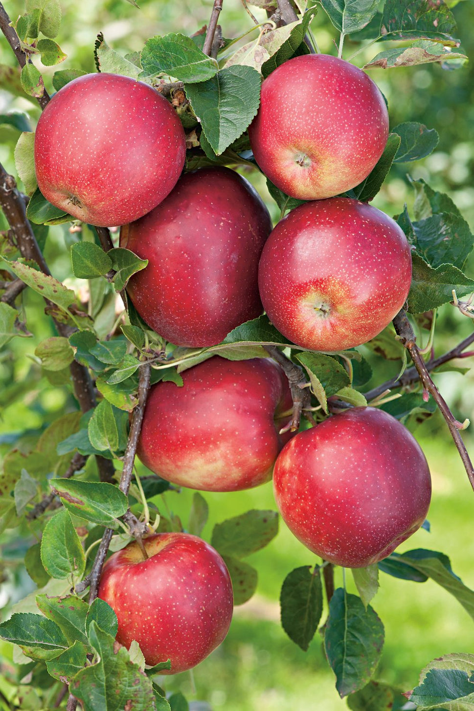 Malus domestica 'Summerred', (äpple), inkl. uppbindnings kit