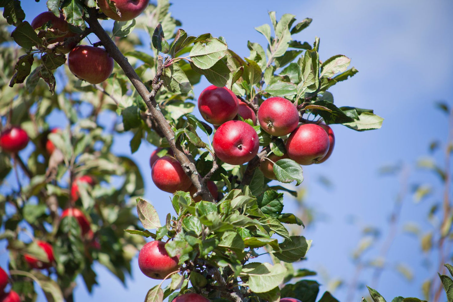 Malus domestica 'Summerred', (äpple), inkl. uppbindnings kit