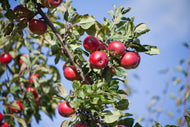 Malus domestica 'Summerred', (äpple), inkl. uppbindnings kit