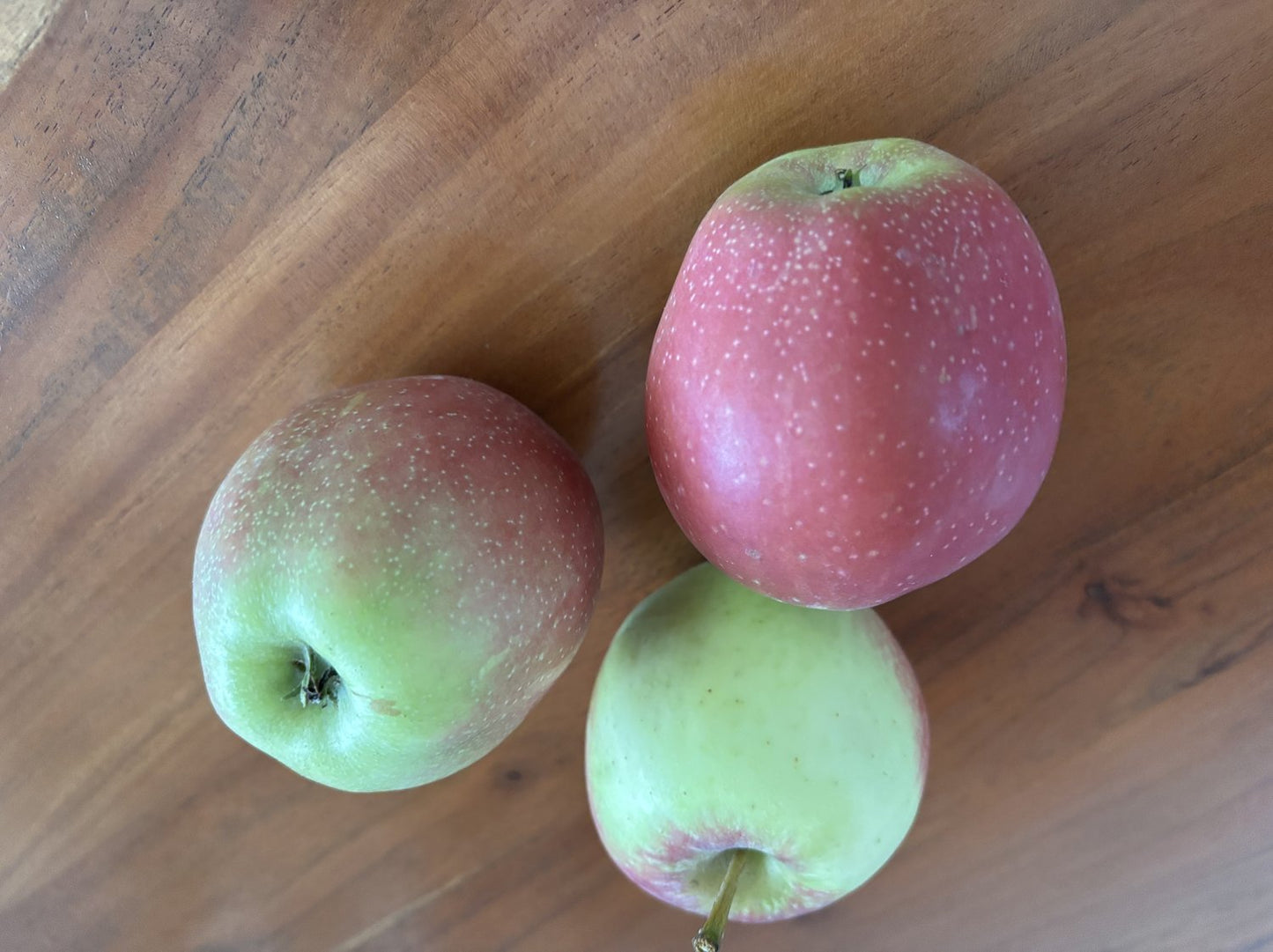 Malus domestica 'Summerred', (äpple), inkl. uppbindnings kit
