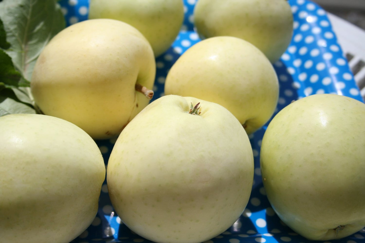 Malus domestica TRANSPARENTE BLANCHE, (äpple), inkl. uppbindnings kit