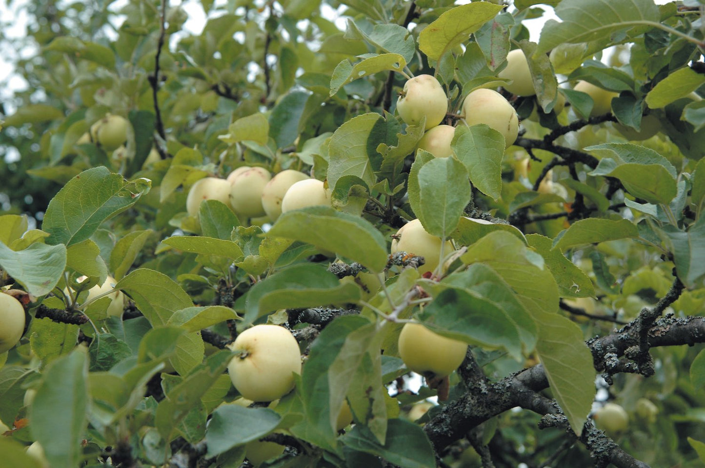 Malus domestica TRANSPARENTE BLANCHE, (äpple), inkl. uppbindnings kit