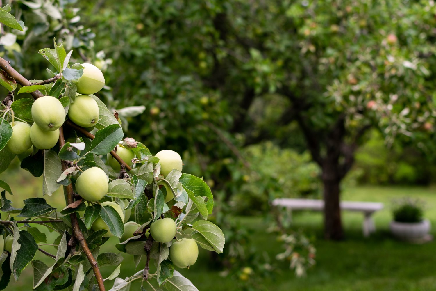 Malus domestica TRANSPARENTE BLANCHE, (äpple), inkl. uppbindnings kit