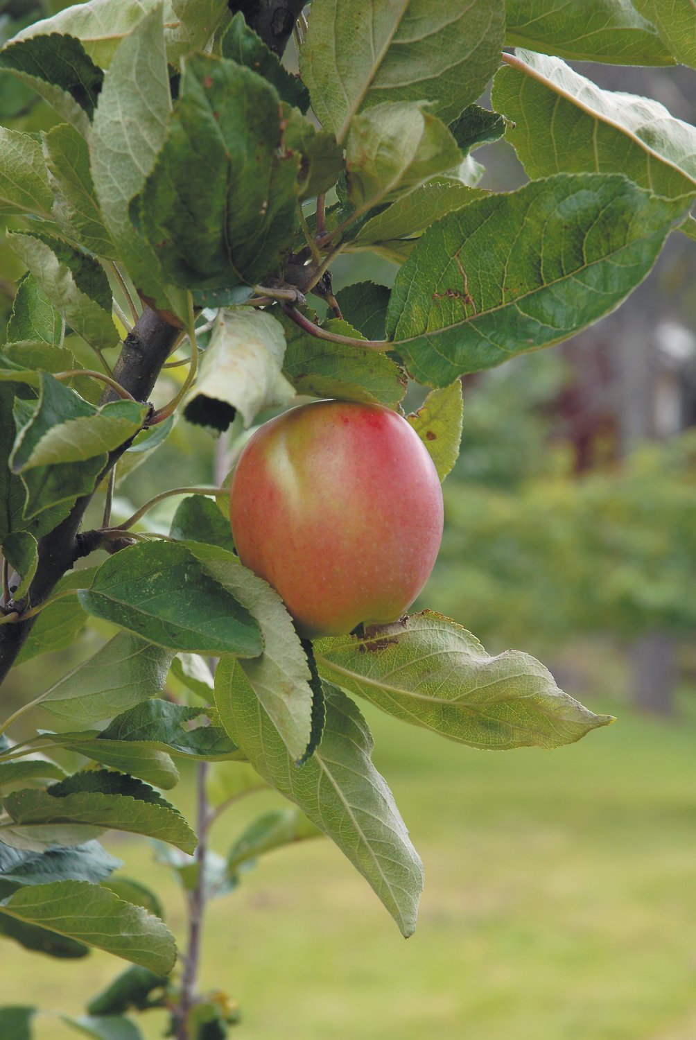 Malus domestica 'Åkerö', (äpple), inkl. uppbindnings kit