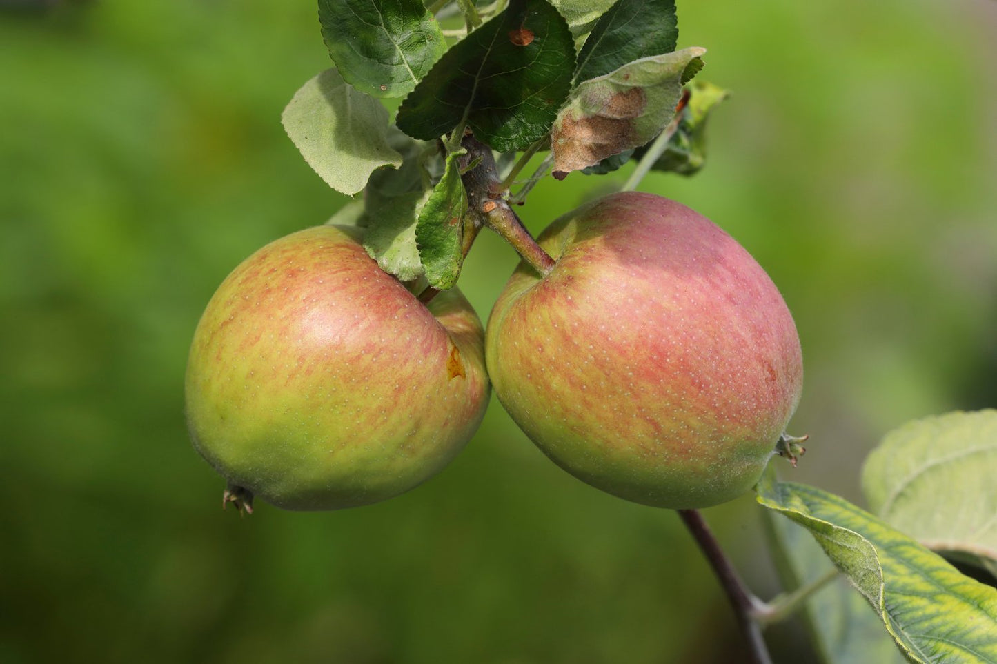Malus domestica 'Åkerö', (äpple), inkl. uppbindnings kit
