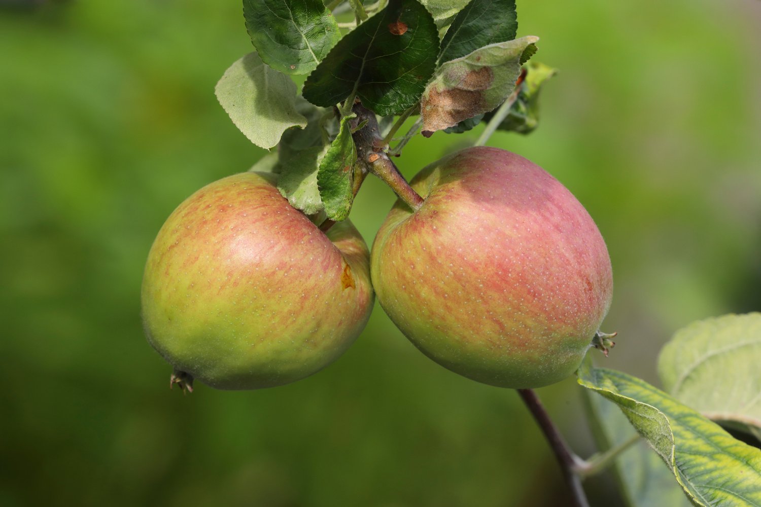 Malus domestica 'Åkerö', (äpple), inkl. uppbindnings kit