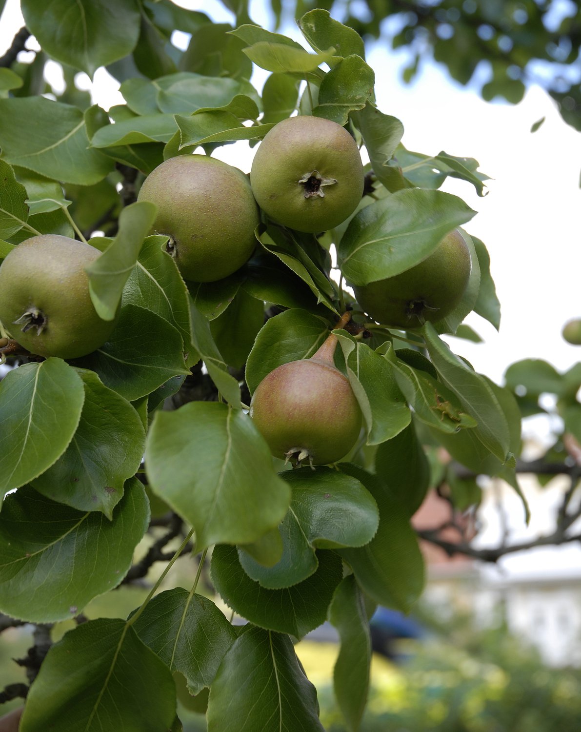Pyrus communis 'Augustipäron', (päron), inkl. uppbindnings kit