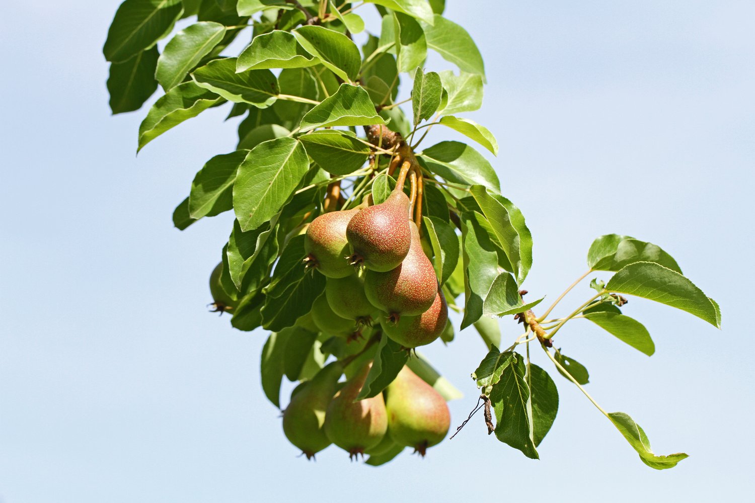 Pyrus communis 'Augustipäron', (päron)