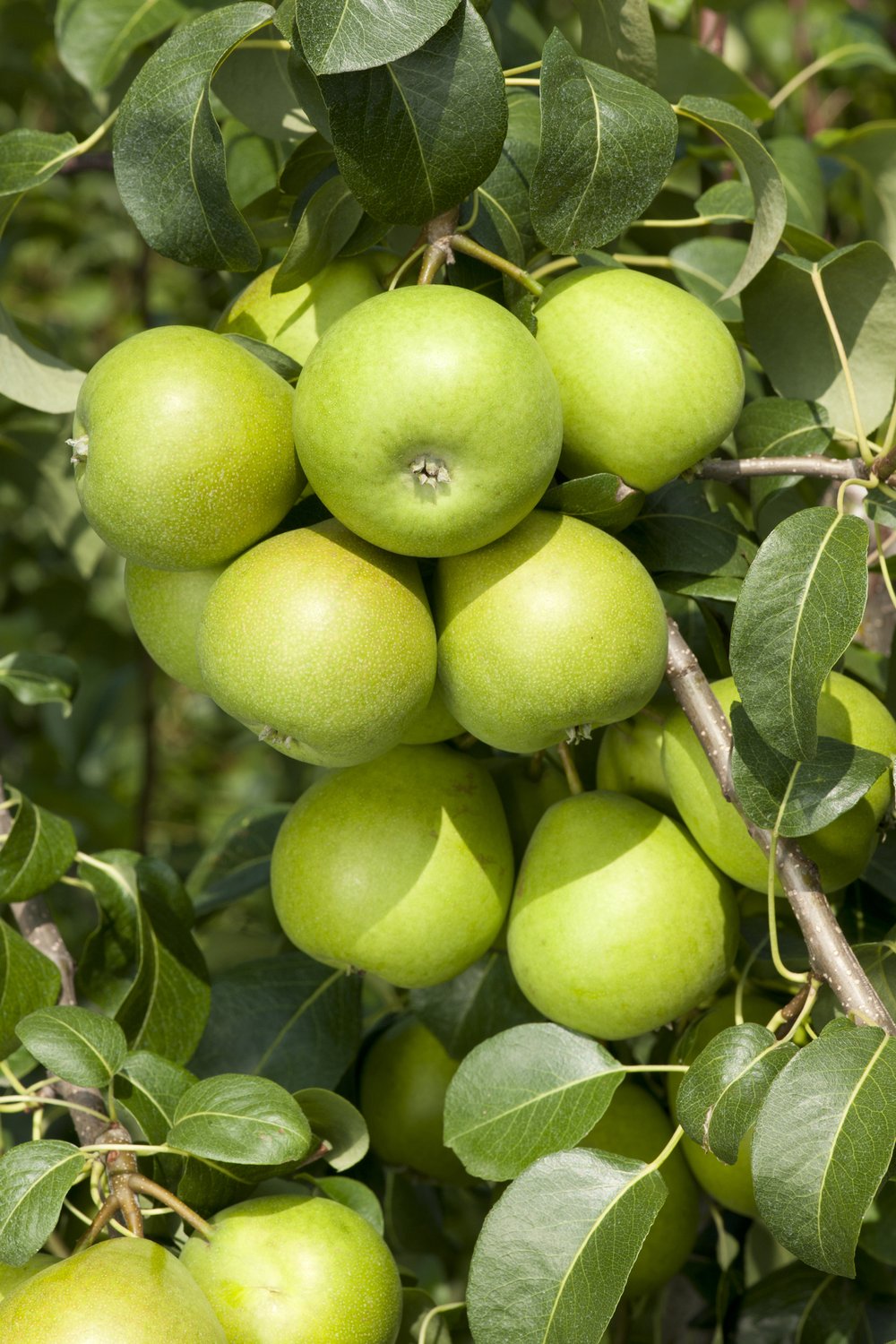 Pyrus communis 'Clara Frijs' E, (päron)