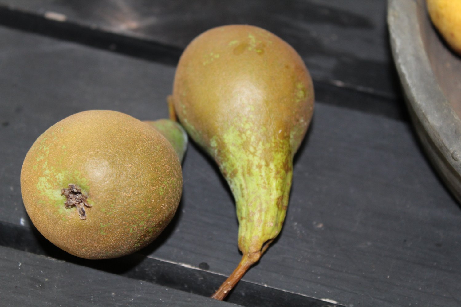 Pyrus communis 'Conference' E, (päron)