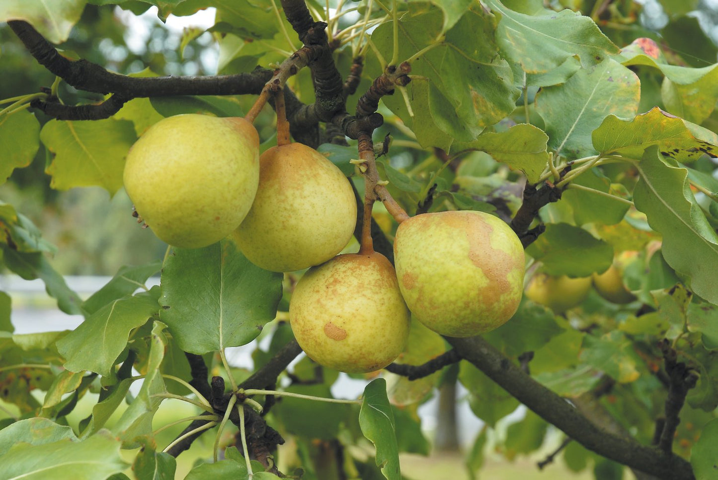 Pyrus communis 'Göteborgs Diamant' E, (päron), inkl. uppbindnings kit