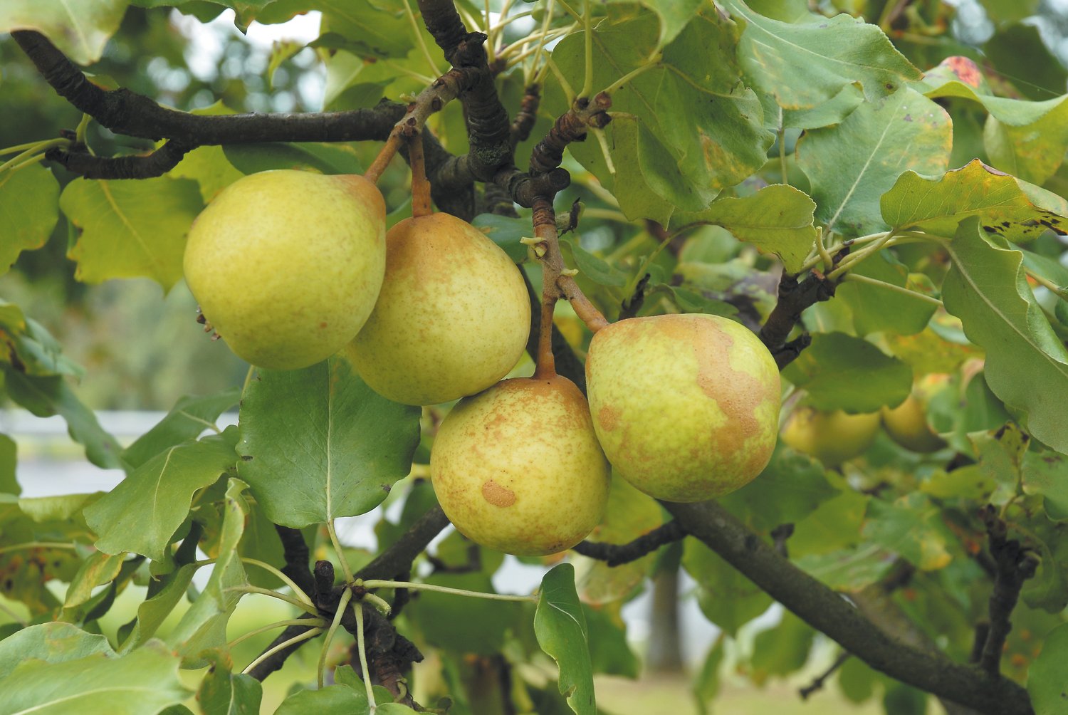 Pyrus communis 'Göteborgs Diamant' E, (päron), inkl. uppbindnings kit