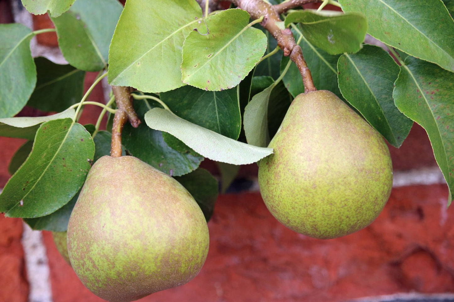 Pyrus communis 'Göteborgs Diamant' E, (päron), inkl. uppbindnings kit