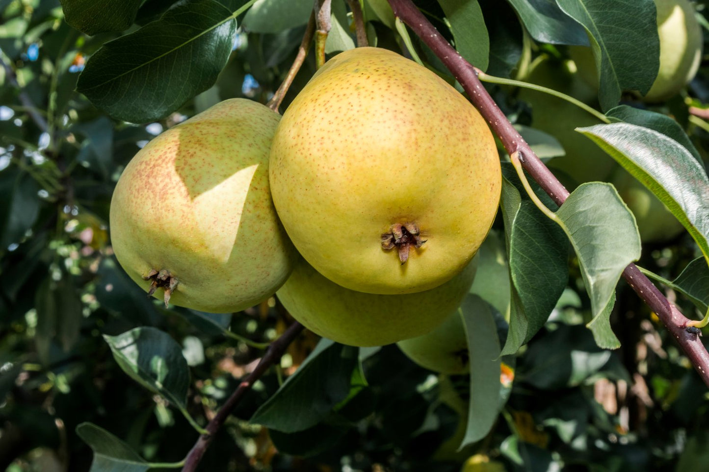Pyrus communis 'Göteborgs Diamant' E, (päron), inkl. uppbindnings kit