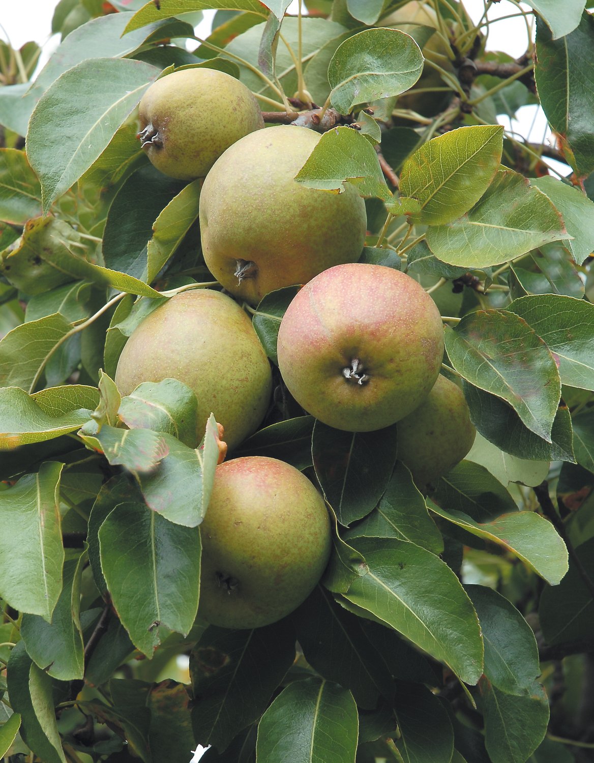 Pyrus communis MOLTKE, (päron)