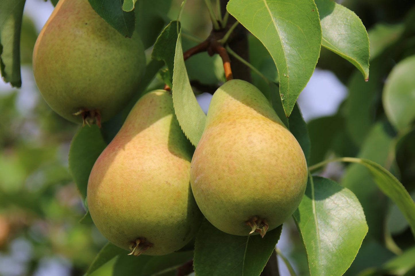 Pyrus communis MOLTKE, (päron)