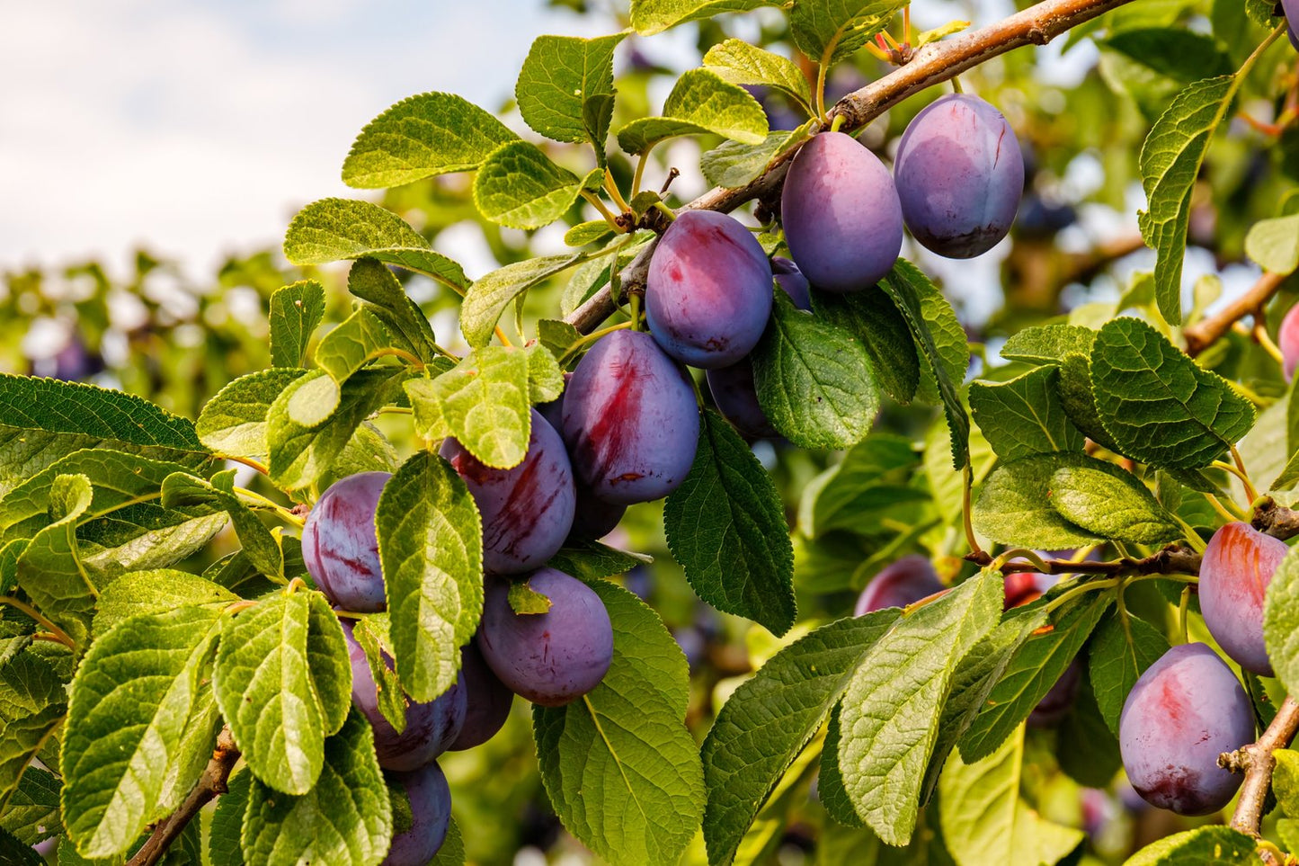 Prunus domestica 'Jubileum' E, (plommon), inkl. uppbindnings kit