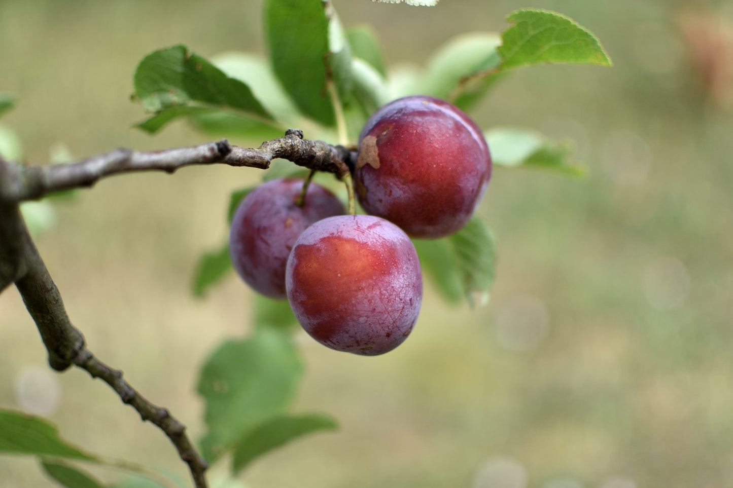 Prunus domestica 'Jubileum' E, (plommon)