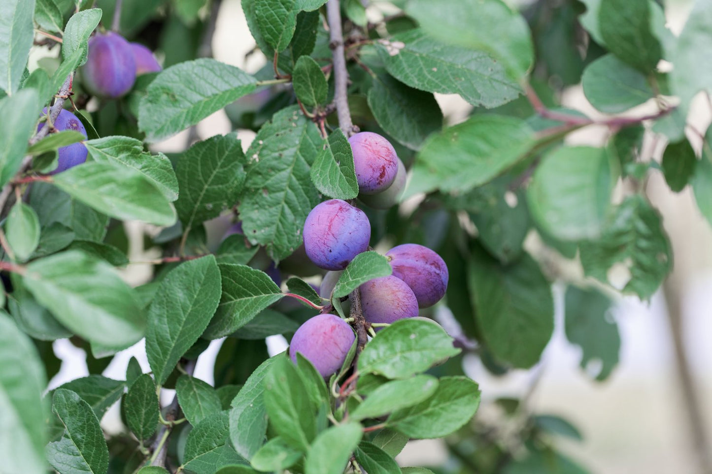 Prunus domestica 'Jubileum' E, (plommon)