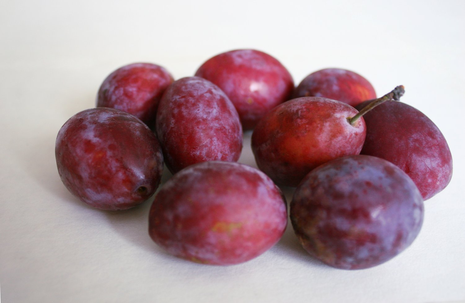 Prunus domestica 'Jubileum' E, (plommon)