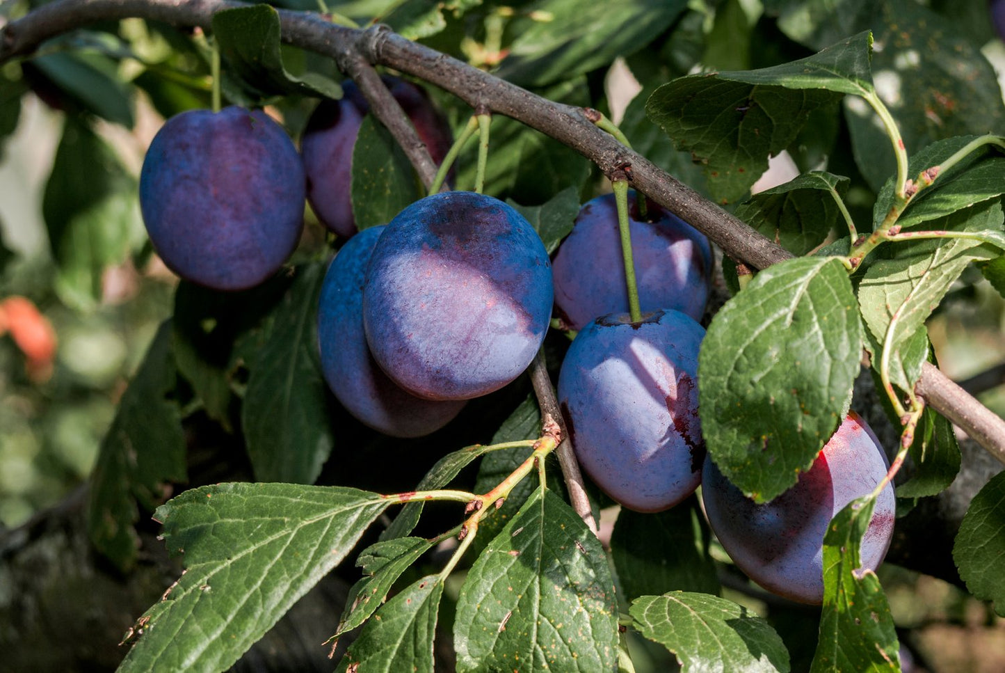 Prunus domestica 'Opal' E, (plommon), inkl. uppbindnings kit