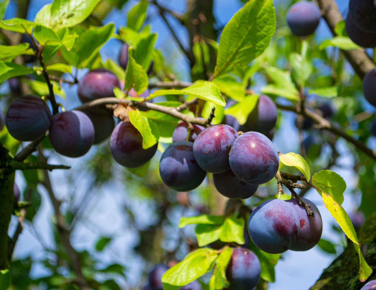 Prunus domestica 'Opal' E, (plommon)