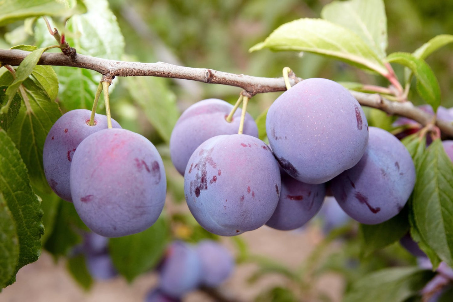 Prunus domestica 'Opal' E, (plommon)