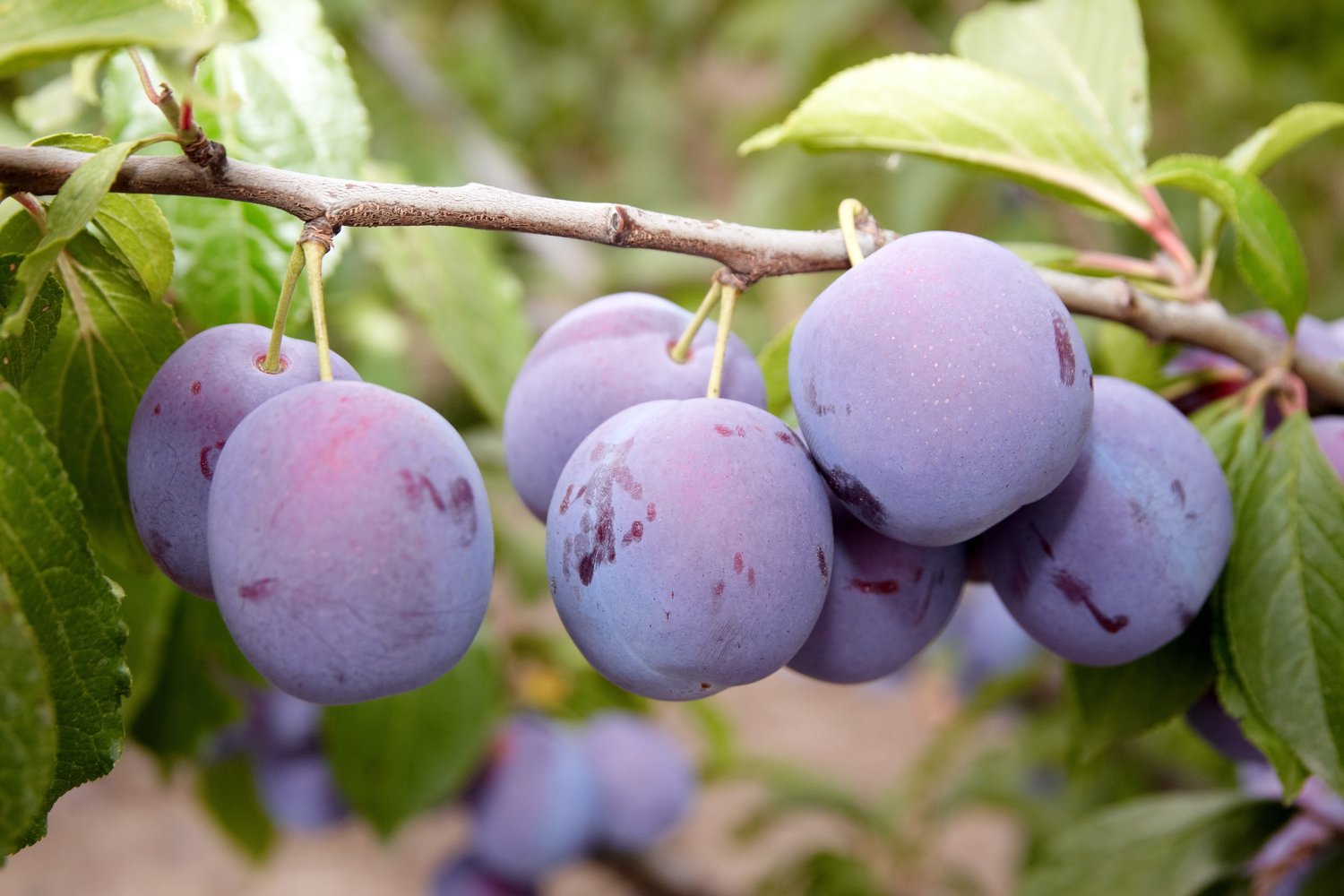 Prunus domestica 'Opal' E, (plommon)