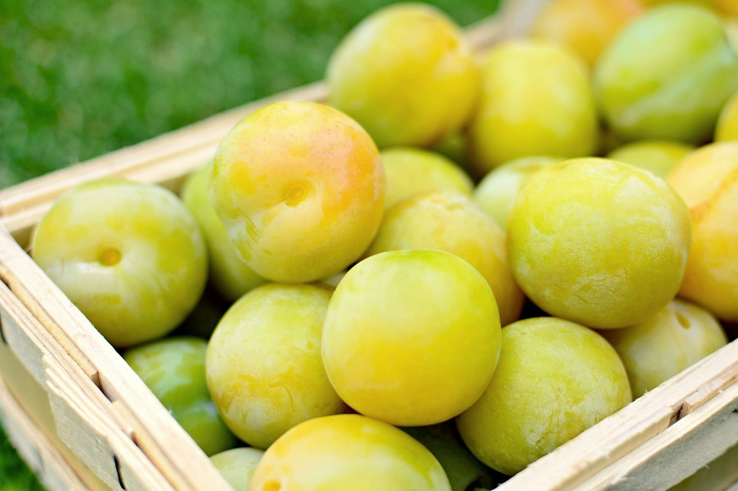 Prunus domestica 'Reine Claude d'Oullins', (plommon), inkl. uppbindnings kit