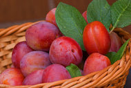 Prunus domestica 'Victoria', (plommon), inkl. uppbindnings kit