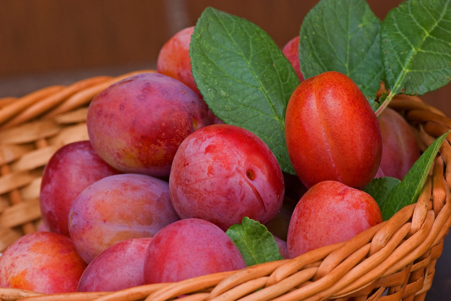 Prunus domestica 'Victoria', (plommon)