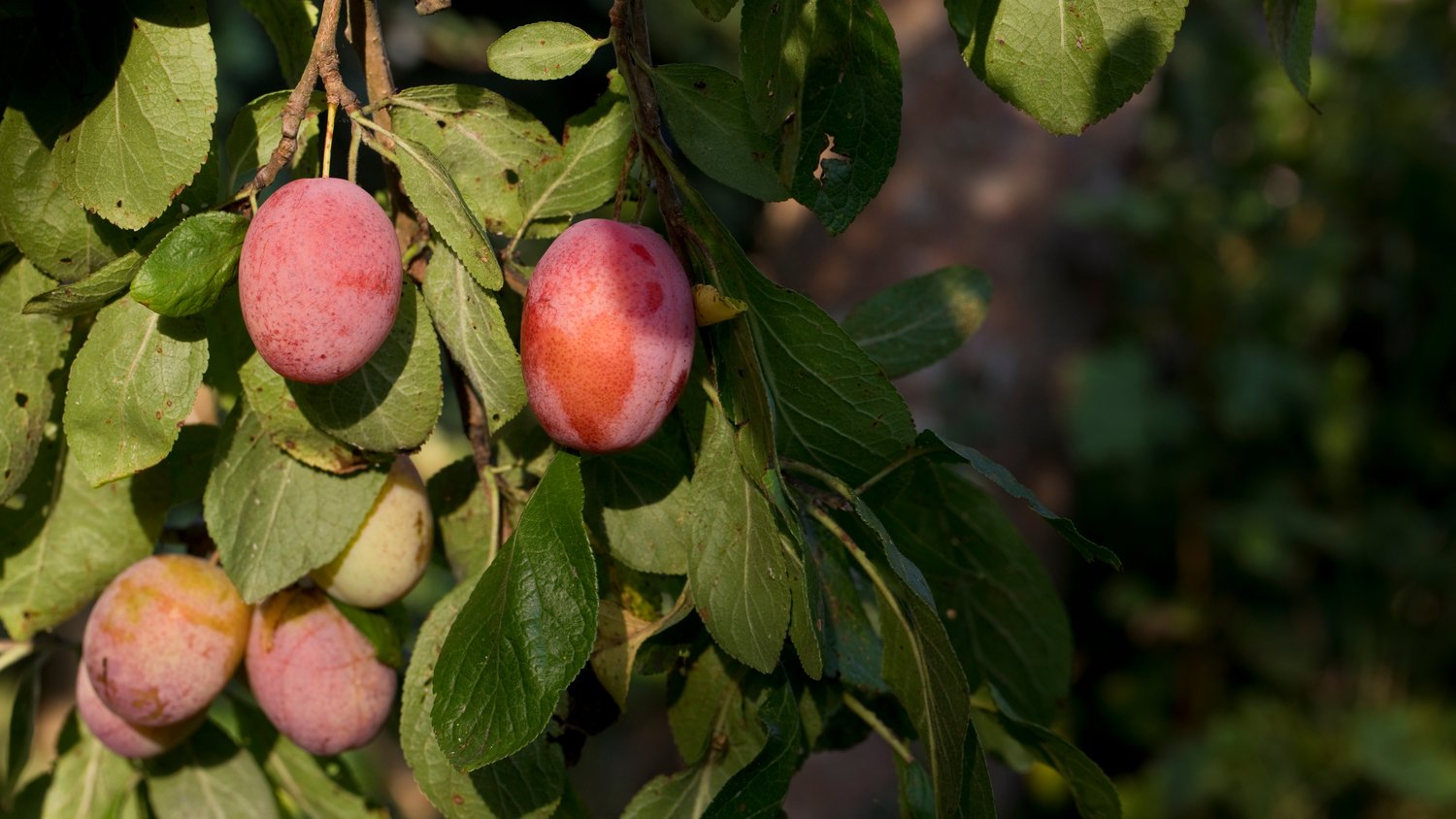 Prunus domestica 'Victoria', (plommon)