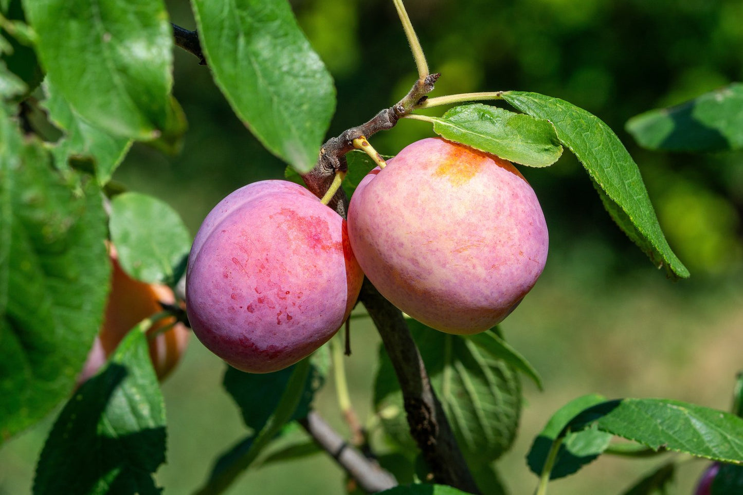 Prunus domestica 'Victoria', (plommon)
