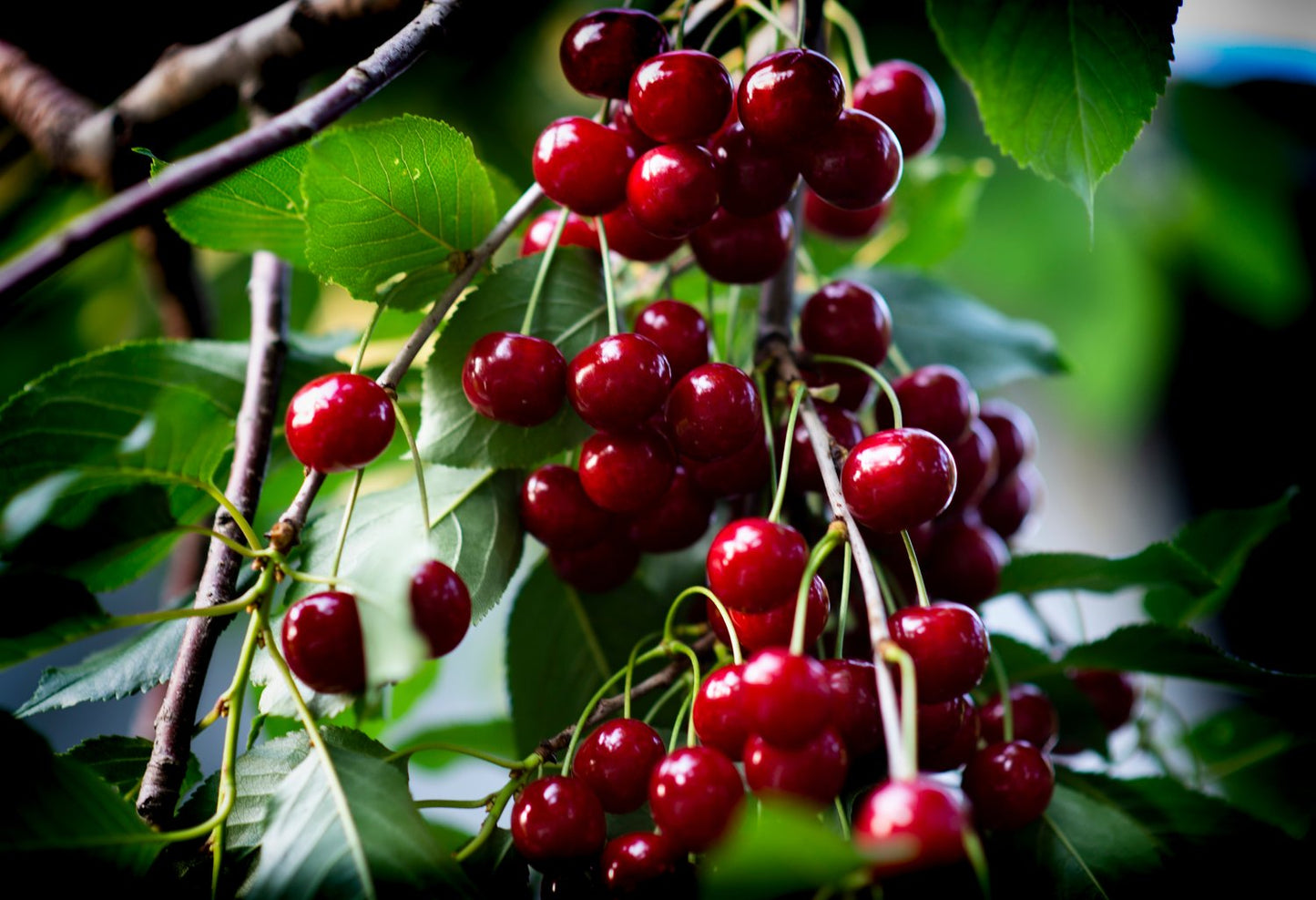 Prunus cerasus SKUGGMORELL E, (körsbär), inkl. uppbindnings kit