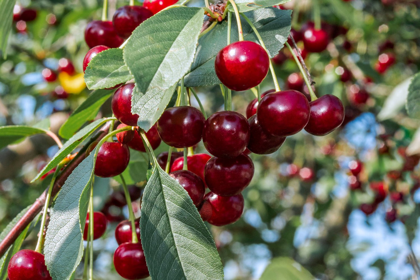 Prunus cerasus SKUGGMORELL E, (körsbär)