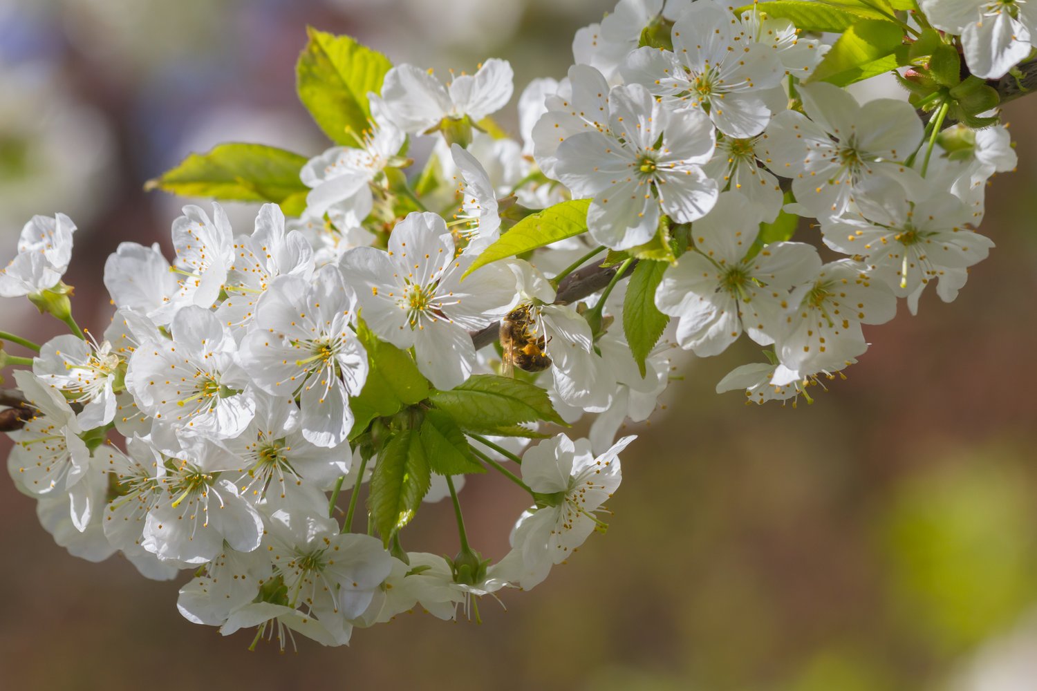 Prunus cerasus SKUGGMORELL E, (körsbär)