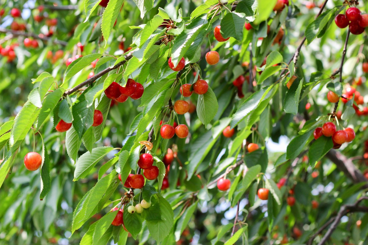 Prunus avium 'Allmän Gulröd Bigarrå', (körsbär) co, inkl. uppbindnings kit