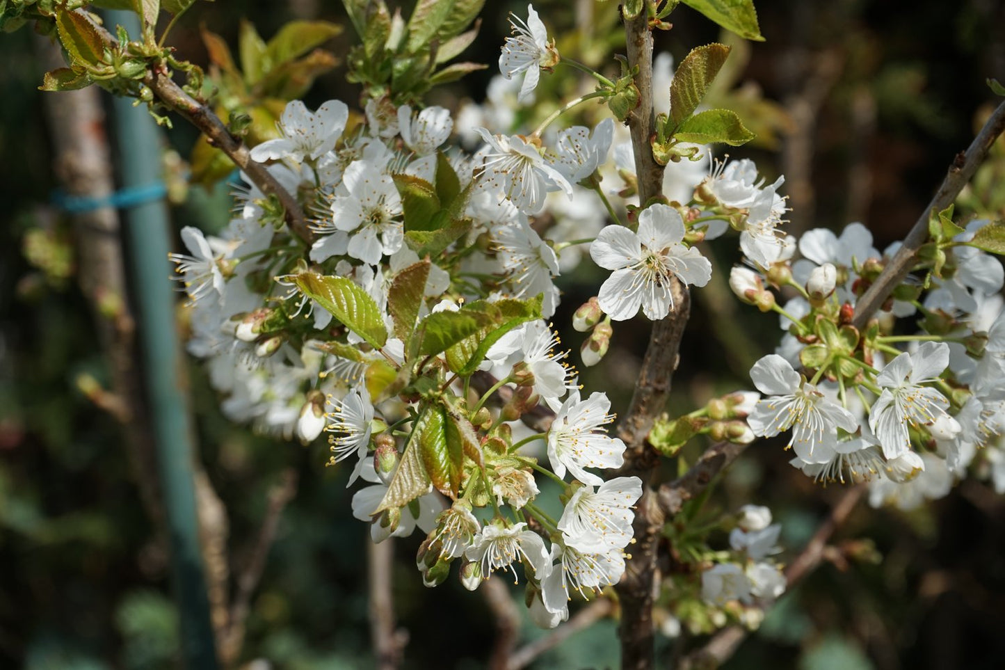 Prunus avium 'Allmän Gulröd Bigarrå', (körsbär) co, inkl. uppbindnings kit
