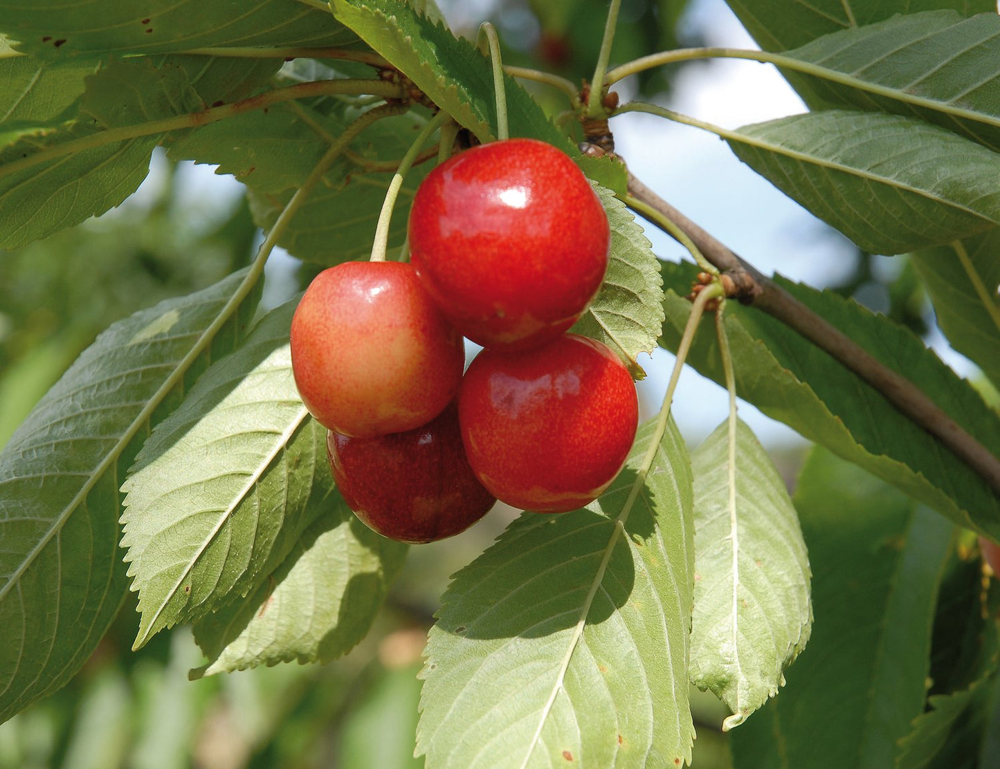 Prunus avium 'Merton Glory' E, (körsbär), inkl. uppbindnings kit