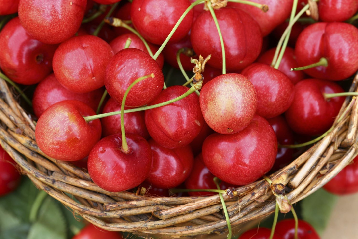 Prunus avium 'Merton Glory' E, (körsbär)